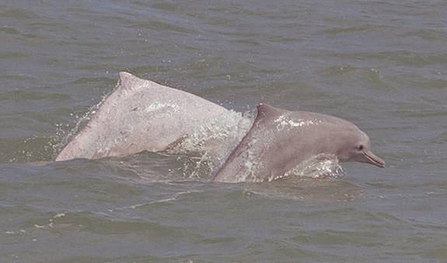 Sousa chinensis -------(C) -Changua Coast Conservation Action-FLickr--.jpg
