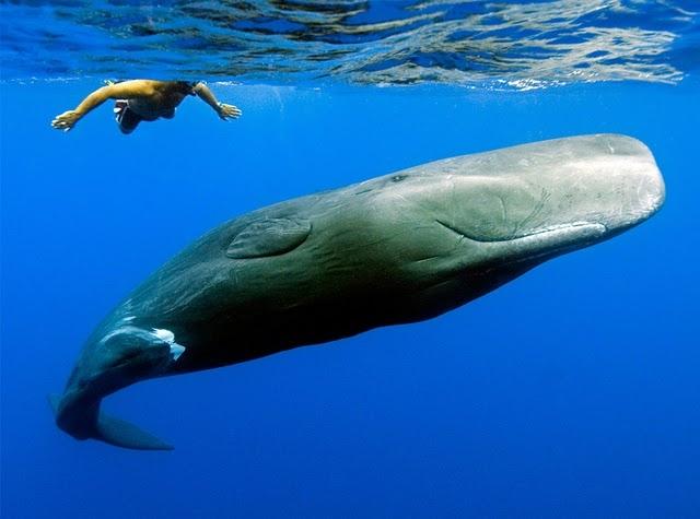Sperm whale (C) Sotti_PicasaWeb.jpg