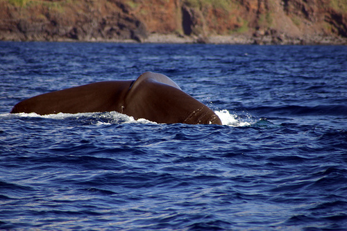 Sperm whale - dive - Azores (C) Claus Rebler-FLickr.jpg