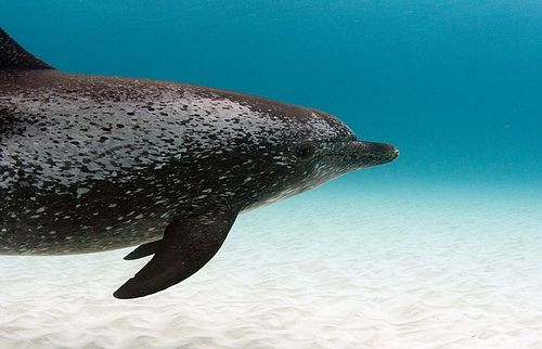 Stenella frontalis - Bahamas ---(C) WIlly Volk_Flickr.jpg