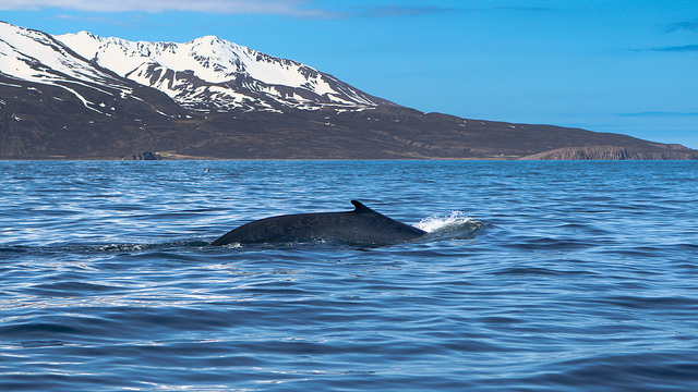 baleine_arctique_flickr_copyright_squallidon.jpg