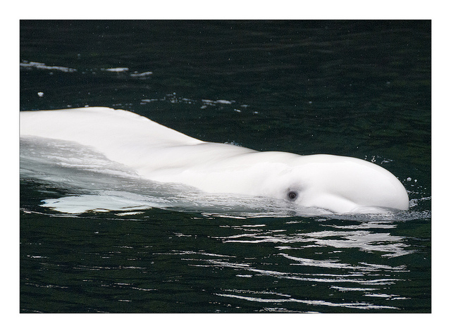 beluga_flickr.jpg