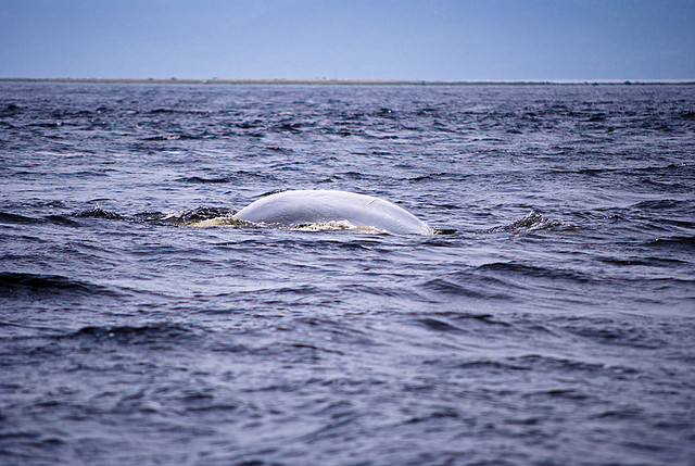 beluga_flickr_copyright_Laurent_Silvani.jpg