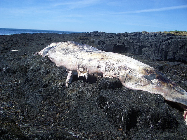 dead_whale_flickr_copyright_das_farbamt.jpg