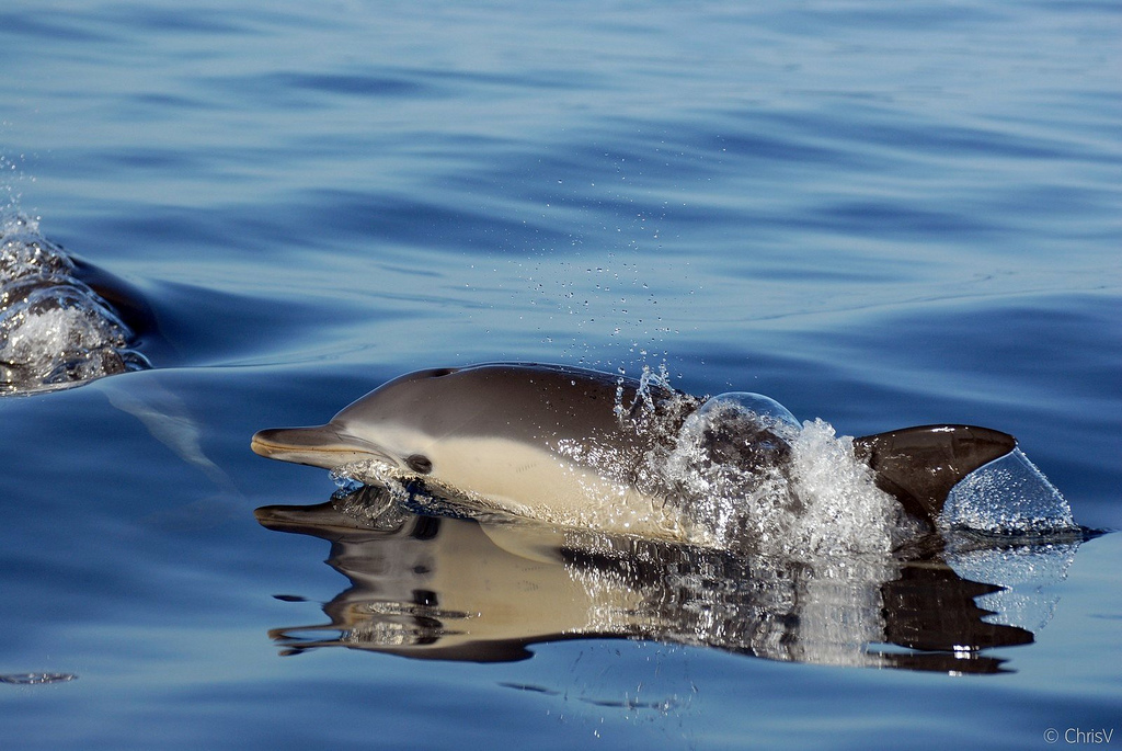 delphinus_delphis_2.jpg