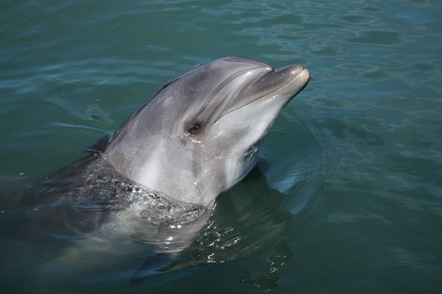 dolphin - Japan-Kagawa-Shikoku-08 (C) sekido_FLickr.jpg