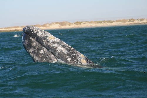 grey whale - head (c) Ryan Harvey_Flickr 1002.jpg
