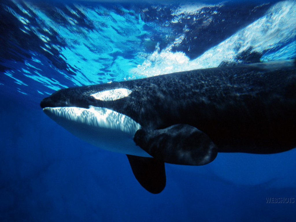 killer whale (C)webshots - Copy.jpg