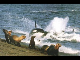 killer whale sea lions.jpg