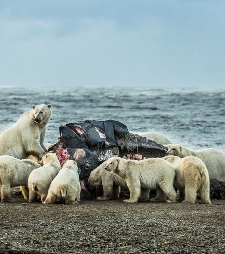 plusieurs-ours-polaires-et-oursons-se-nourrissent-de-la-tete-de-baleine-laissee-par-les-pecheurs-sur-une-plage-de-kaktovik-credit-photo-loren-holmes-alaska-dispatch_54039_w460.jpg