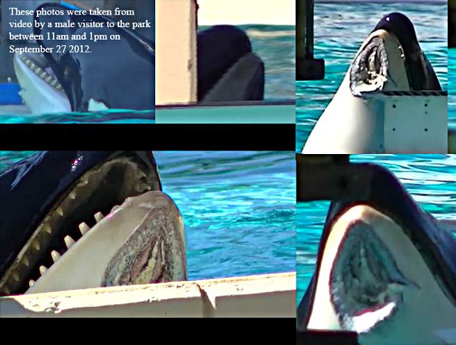 seaworld-orque-nakai-chin.jpg