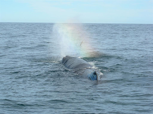 sperm whale (C) Itinerant Traveller_FLickr.jpg