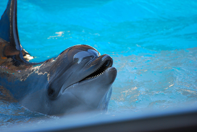 tursiops_flickr_copyright_derekp.jpg