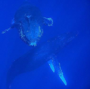 underwater (C) ryanoelke-Flickr 08 02.jpg