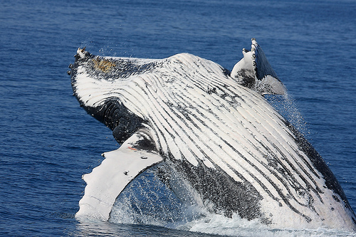 whale (C) Michael Dawes_Flickr.jpg