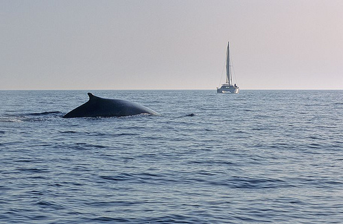 whale---- (-C) Fondation Nicolas Hulot-flickr 1012.jpg