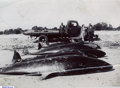 whales (C) mallala museum_Flickr.jpg