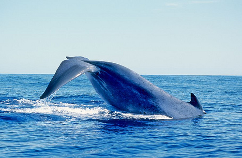 whales ---------(C) Fondation Nicolas Hulot_Flickr 0802.jpg
