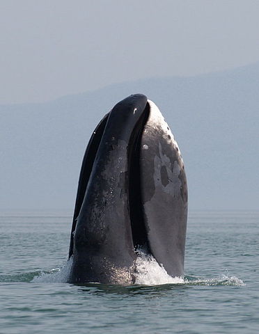A_bowhead_whale_breaches_off_the_coast_of_western_Sea_of_Okhotsk_by_Olga_Shpak,_Marine_Mammal_Council,_IEE_RAS 22 05 15.jpg