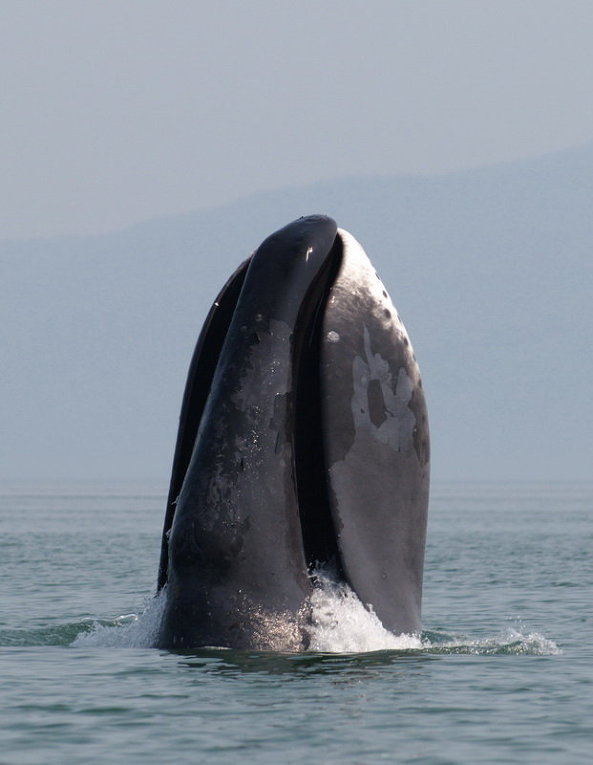 A_bowhead_whale_breaches_off_the_coast_of_western_Sea_of_Okhotsk_by_Olga_Shpak,_Marine_Mammal_Council,_IEE_RAS.jpg