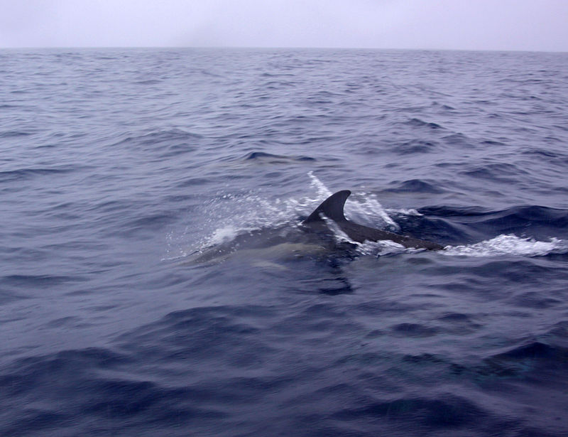 Açores_2010-07-21_(5113118899).jpg