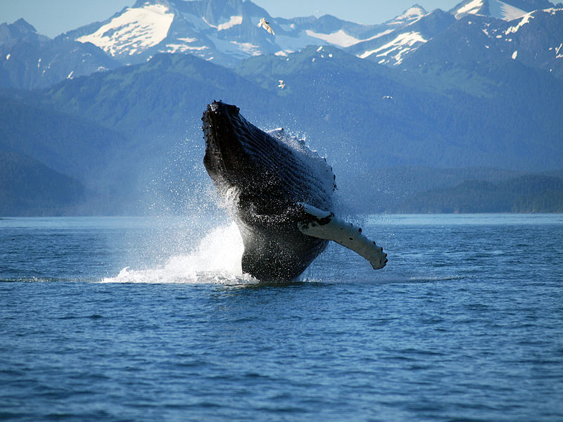 Adult_Humpback_Whale_breaching.jpg