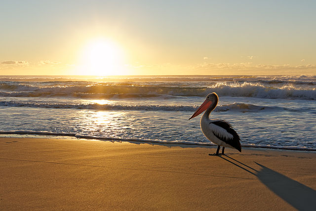 Australian_Pelican_watching_beach_sunrise 05 06 15.jpg