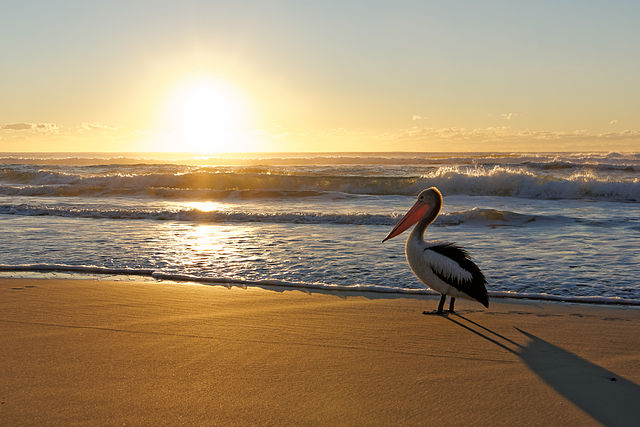 Australian_Pelican_watching_beach_sunrise.jpg