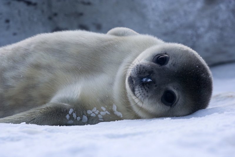 Bébé_Phoque_de_Weddell_-_Baby_Weddell_Seal.jpg