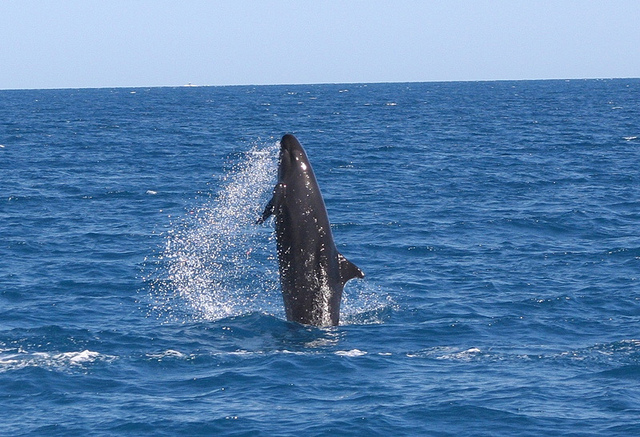 (c) Blue dolphin Marine Tour_FLickr.jpg
