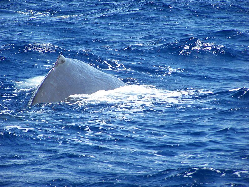 798px-Sperm_Whale_about_to_Dive (C) Michelle Reback.jpg