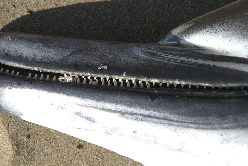 800px-Delphinus_delphis_teeth.jpg