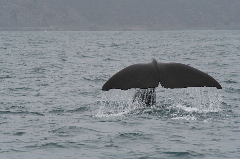 800px-Spermwhale_tail.JPG