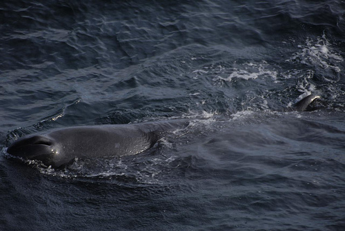 Baby Sea of Cortez (C) drgflyorng_FLickr.jpg