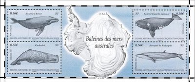 Baleines des mers australes.jpg