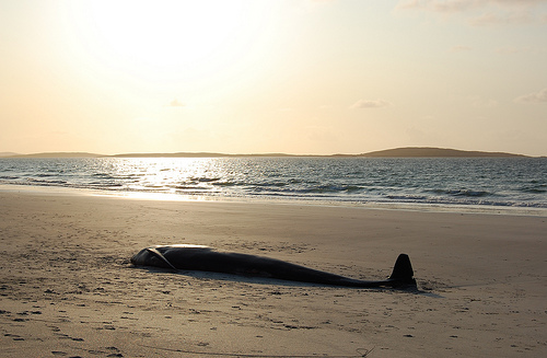 Beached pilot whale (C) scotproof_Flickr.jpg
