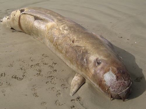 Beached whale (C) Craig Anderson-FLickr.jpg