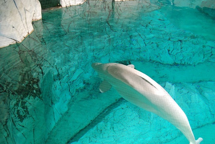 Beluga Male -08_09_08 (C) portz_Picasaweb.jpg