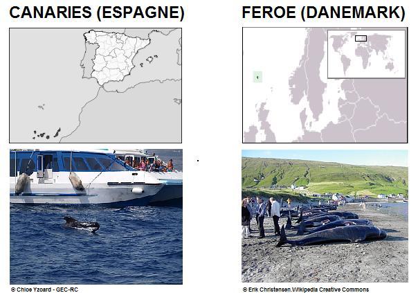 CREATION DU FOND DE SOUTIEN AU DÉVELOPPEMENT DU WHALE-WATCHING AUX ILES FÉROÉ.jpg