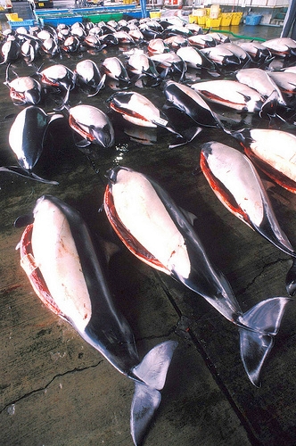 Dalls porpoises Japan (C) Campaign Whale_Flickr.jpg