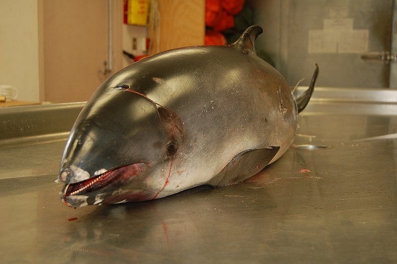 Dead porpoise harbour (C)Webshots_com.jpg