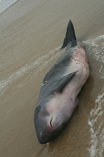 Dead pygmy sperm whale_-- 29_07_09--- (C) efraserc_FLickr.jpg