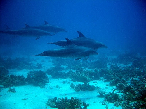Dolphins  -C- Lian Msceboard-Flickr.jpg