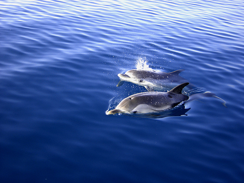 Dolphins (C) Dario Cali -FLickr.jpg