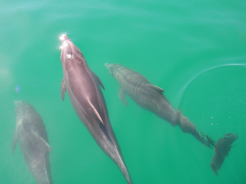 Dolphins----- (C) steven and darusha-Flickr.jpg