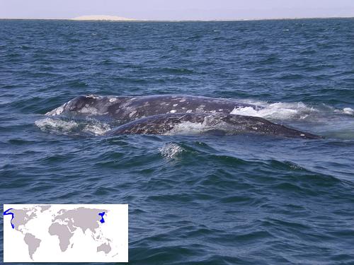 Grey whale-calf (C) M_uhlig-Flickr.jpg