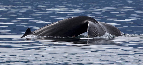 Humpback ---(C) Christopher Michel - Flickr.jpg