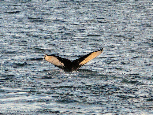 Humpback tail -C- Omakakii.Flickr.jpg