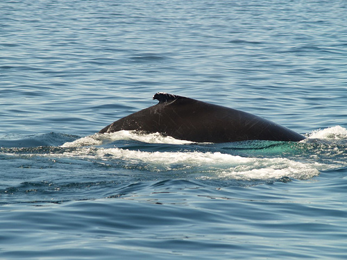 Humpback whale-back (C) Tina Keller -Flickr.jpg