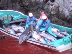 Japan huntsCampaing whale_Flickr.jpg